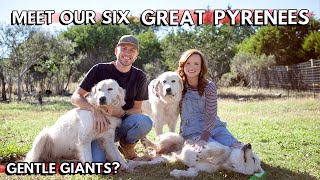 What It's Like Living With SIX Great Pyrenees | Are we crazy?