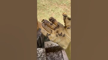 Transferring a Swarm: Relocating Bees to Their New Home 🐝🏡