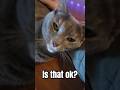All She Wants to Do #cats