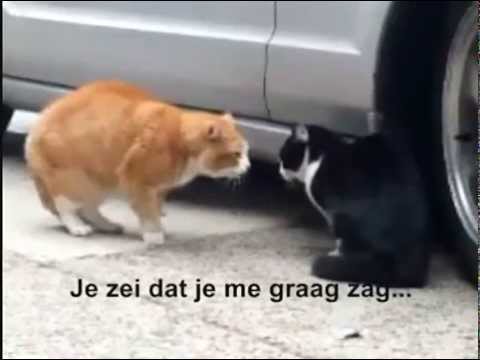 Video: Kattentaal 101: Hoe Praten Katten Met Elkaar?