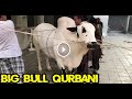 Angry Bull Of Gulf Cattle Qurbani || Prince 2 || Allah Qabool farmain