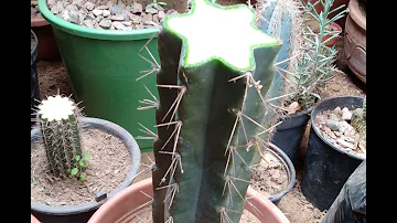 Comment réduire un cactus ?