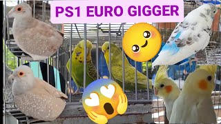 Vlog344 PS1 EURO GIGGER🦜😱🦜Red Diamond Dove🦜😱🦜Rainbow Dominant Pied🦜😱🦜 by D4NUC  4VI4RY 1,798 views 1 month ago 17 minutes