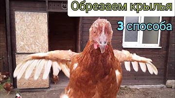 Как Обрезать Крылья. 3 Способа. Яйца больше не покупаю/ 24 Мая