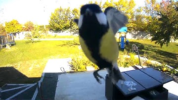 An adventurous bird - Recorded by Netatmo