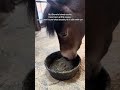 Please keep Bruno in your thoughts #horse #minihorse #miniaturehorse #cute #pony