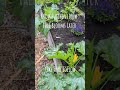 Grow Zucchini Now, Fall Blooms.#Zucchini #DualPurposeGarden #InGroundBeds #BackyardGarden