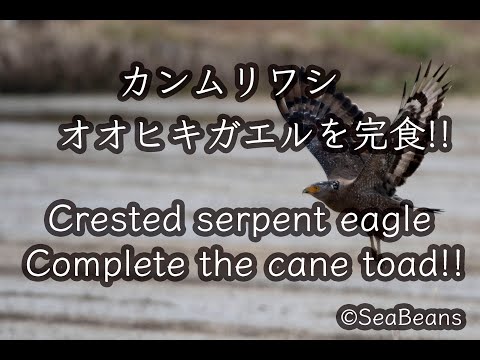 【NIKON Z50＋500mmf5.6pf】 カンムリワシ 大きなオオヒキガエルを捕食!! Crested serpent eagle  野鳥観察＆野鳥撮影