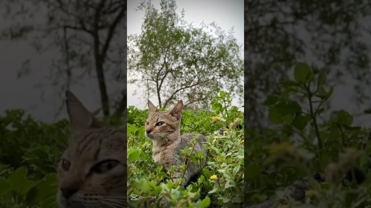 কয়টা বাজে ⌚⌚ #foryou #catvideos #trending #catshorts #cats #cat #ytshort