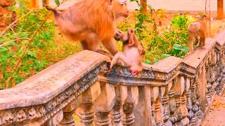 Omg...! Baby monkey Lorena feel scare monkey Rozy.