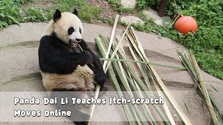 Panda Dai Li Teaches Itch-scratch Moves Online | iPanda