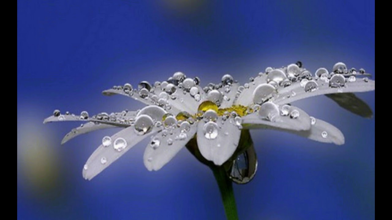 весенняя капель фон. капля воды. капельки на ветках. росинка на цветке. капли дождя и солнце.