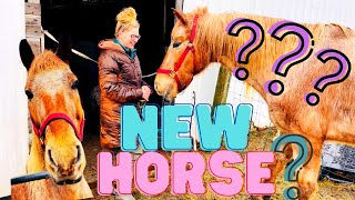 I WENT & LOOKED AT A BEAUTIFUL APPALOOSA FOR SALE!!!| Is he coming home with me?