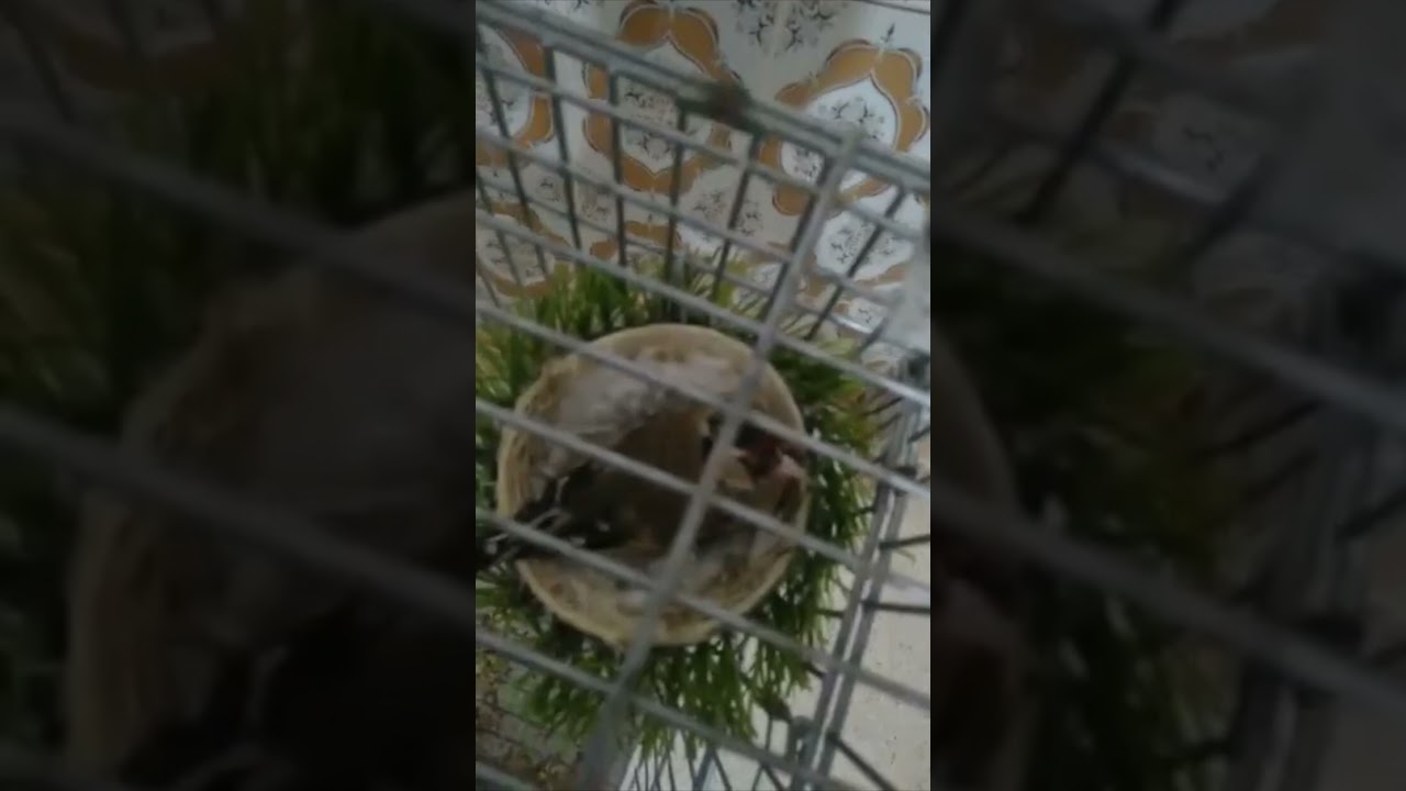 علامات جهوزية انثى الحسون (كيف تتأكد من جهوزية الحسون بخطوة بسيطة)