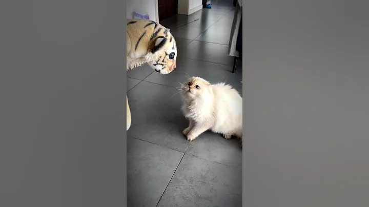 Video 11533061: cat cutecat funnycats, funnycats usa cat, funny cat