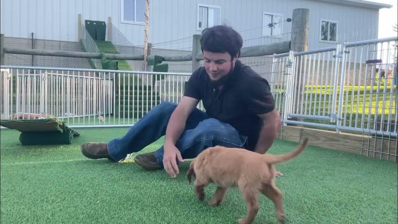 Puppy Training Sit & Basic Commands Golden Retriever Miss Hot Pink