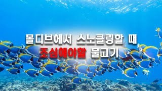 몰디브에서 스노클링 또는 다이빙하기전 알아야 할 [조심해야할 물고기]