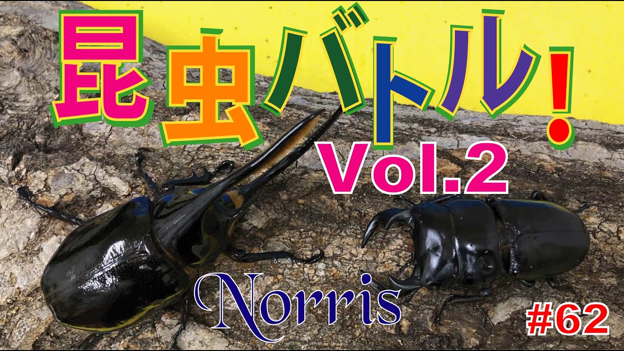 昆虫バトル Vol 2 Youtube 昆虫バトル Vol 2 Youtube