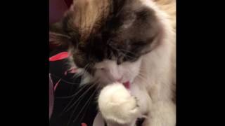 Cat cleaning itself by PeachyNana UK 162 views 7 years ago 33 seconds