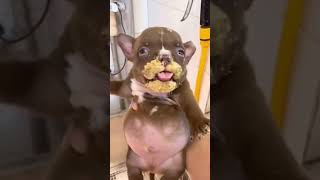 Whats Puppy In Your Language? Rott