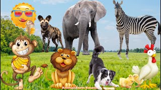 Learn To Love Animals, Learn Animal Sounds: Dog, Cat, Horse, Elephant, Cow, Monkey - Animal Videos