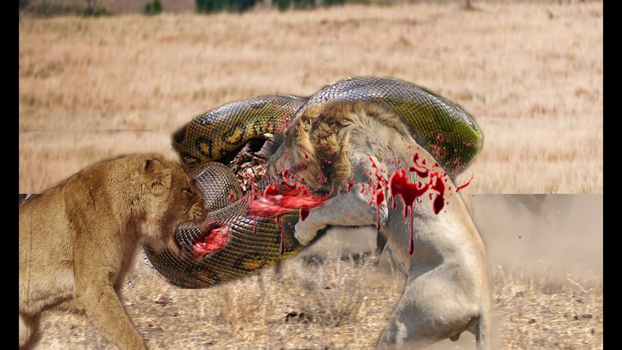 Most Amazing Wild Animal Attacks #6 - CRAZIEST Animal Fights