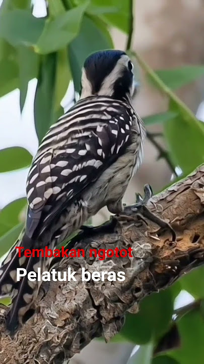 Tembakan ngotot ‼️ Masteran suara pelatuk beras #kicaumania #muraibatu #masteranmuraibatu #pelatuk