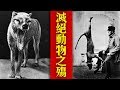 五大已滅絕動物的稀有影像，這些美麗的生命，此生不會再見