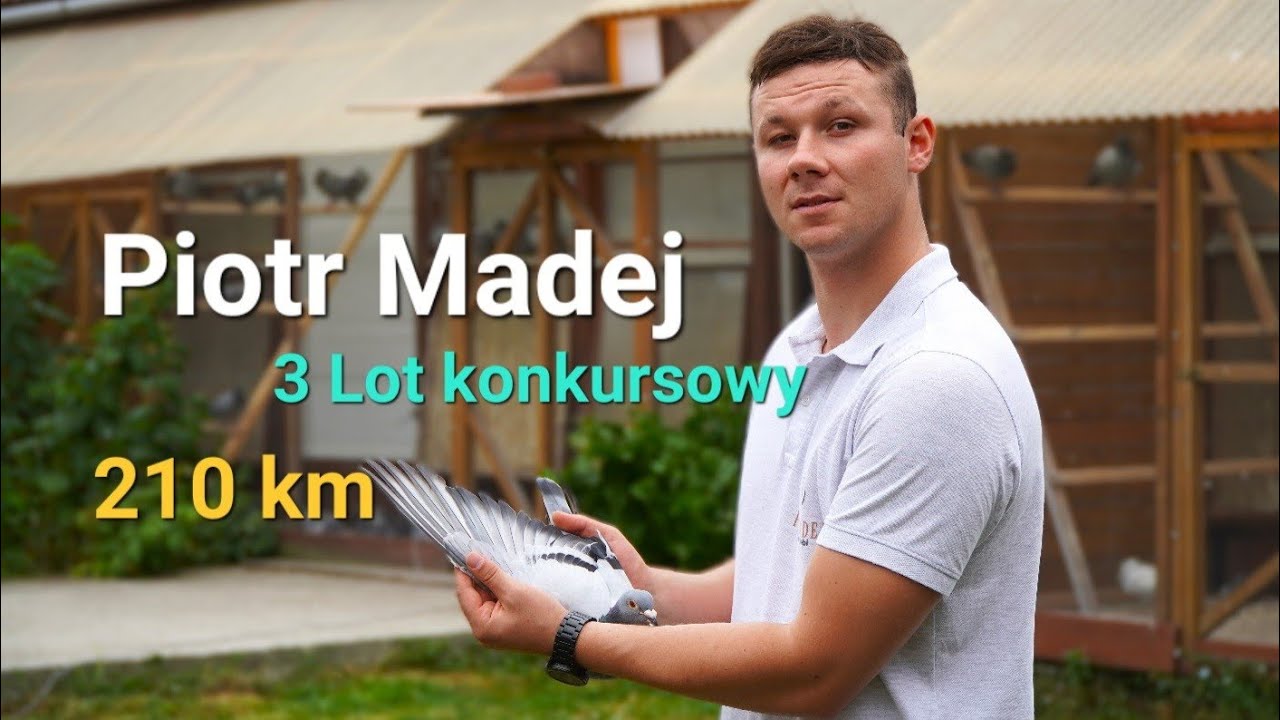 Piotr Madej - PZHGP 0404 Skała / 3 Lot konkursowy 210 km 🎉🏆🥇 ( MEGA LOT ‼️ )
