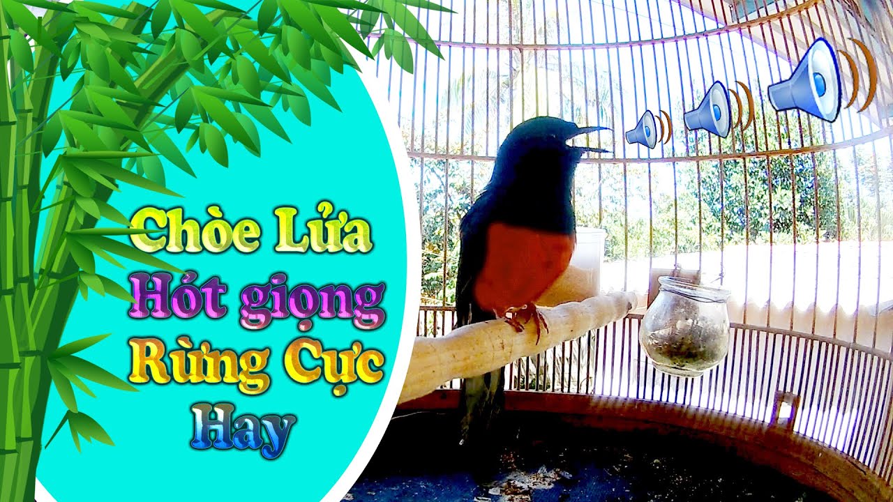 Chim chích chòe lửa hót luyện giọng kéo thuốc lào - YouTube