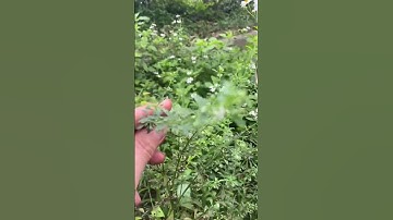 Cây Cam Thảo Đất và Công Dụng #baithuochay #thuốcnam #songkhoe