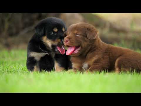 These Puppies Will Melt Your Heart!