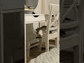 beautiful #cat #українськийблогер #vlog #kitten #киця #котик #kitty