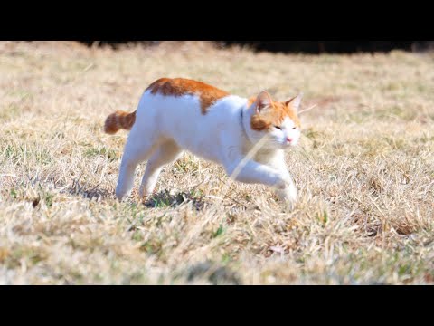 草原であそぶちろ　220513