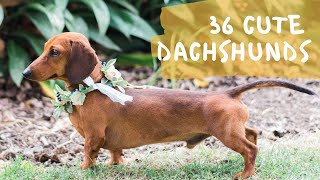 36 Cute and Funny Dachshund Videos Instagram | Adorable Sausage Dogs