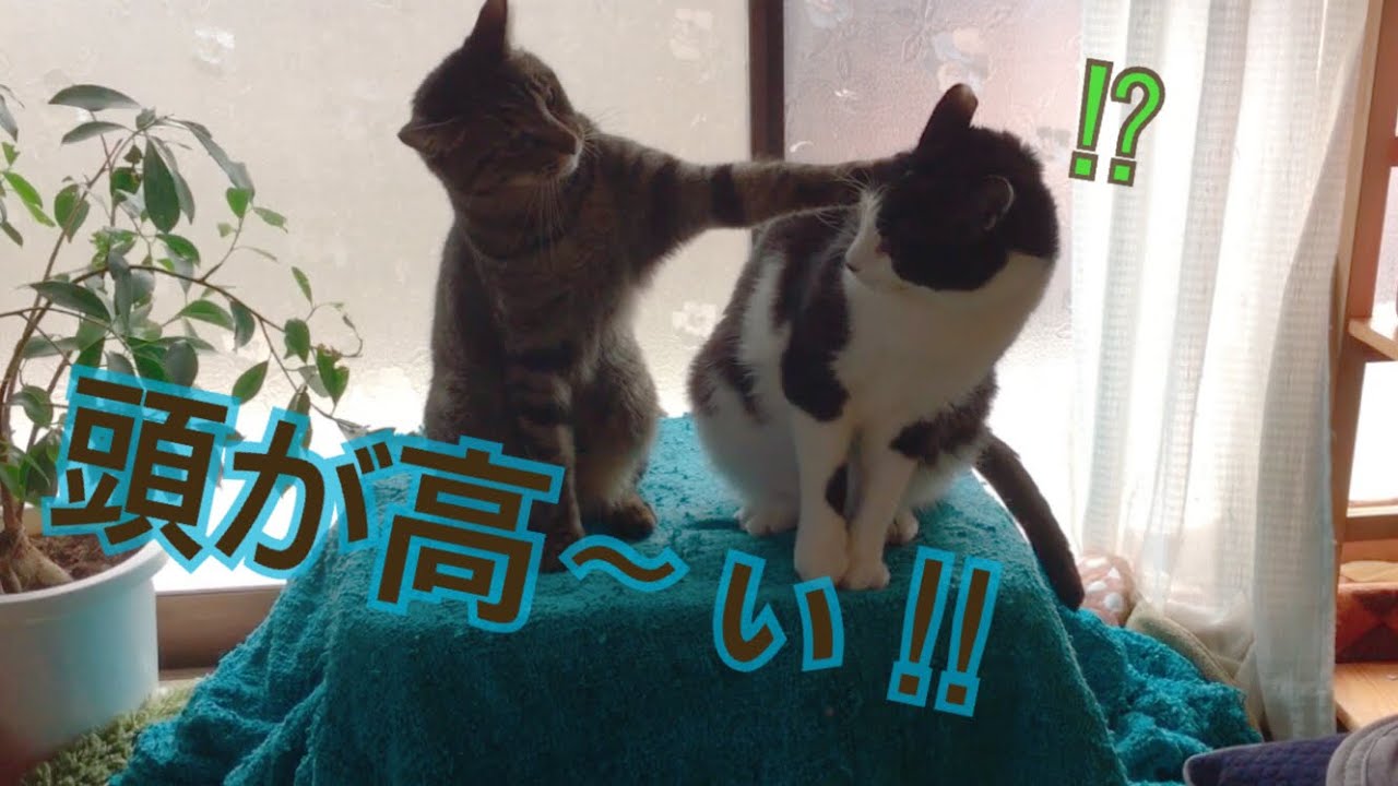 ネコの喧嘩勃発 キジトラ猫 Vs タキシードキャット Youtube