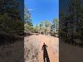Carey Springs trail #insta360x5 #fast #rockytrail  #rockymountainbikes #fortcollinscolorado 