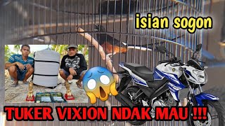 Murai Batu Juara 1 || isian sogon || Di Tukar Vixion tidak mau