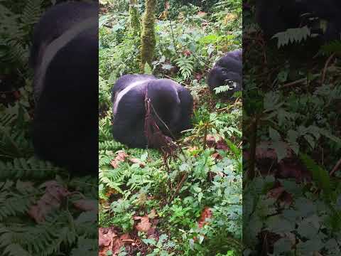 Video: Gorillaretkeily Ruandassa