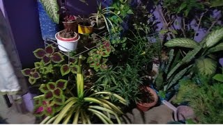 Download Lagu Cutting lagane ka jhanjhat khatam November me 10+plants root division se banayn#viral# MP3