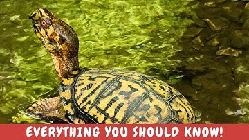 Everything you need to know about the Eastern Box Turtle! And some surprising facts!