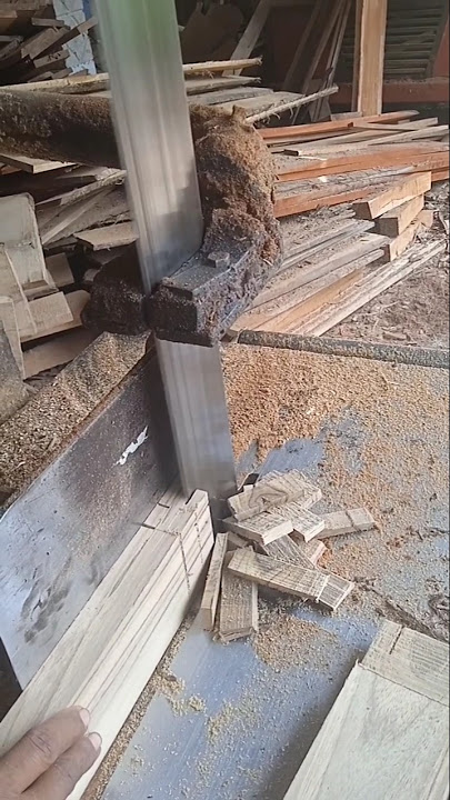 bikin purusan penyendak cendela #shorts #fyp #feedshorts