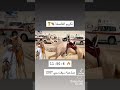 تكريم هجن العاصفة 