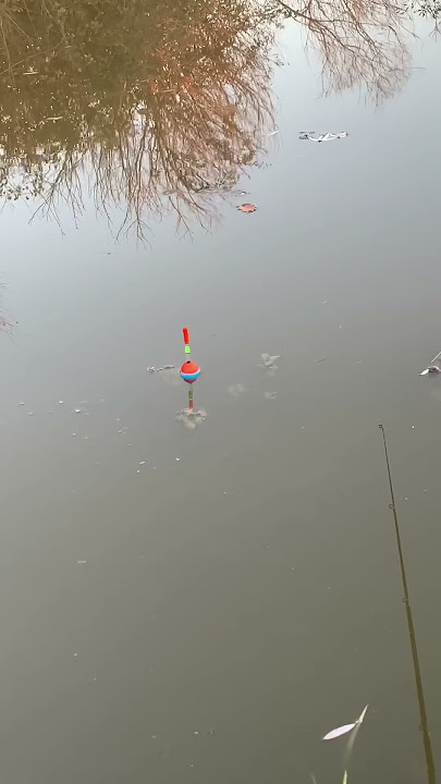 Sazan ovi fishing qarmoq bilan#shorts #