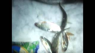 Ловля ерша и чебака на мормышку