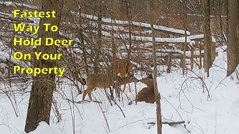 Instant Hinge Cutting Results For Deer Bedding and Security to Hold Deer
