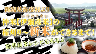 新潟県弥彦村より～神米【伊彌彦米】の稲刈り～新米ができるまで！