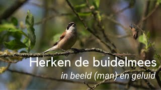 Herken de buidelmees in beeld (man) en geluid #1257