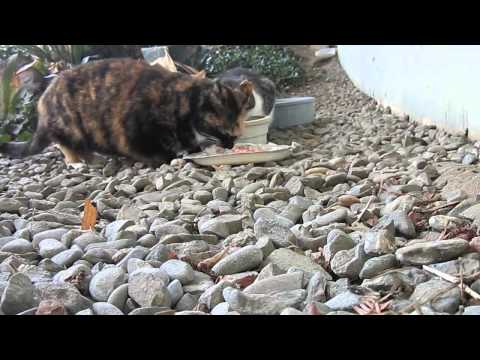 Feral cat feeding time  at Evergreen Valley College