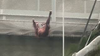 Young Orangutang Climbing For Food at Chester Zoo